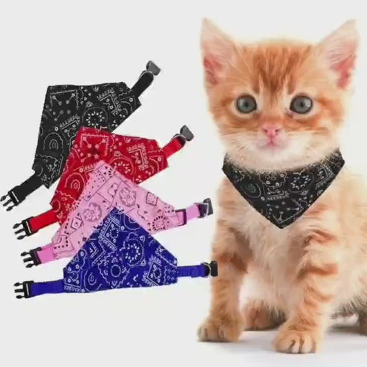 Gangster Collar for Dawg and Cat